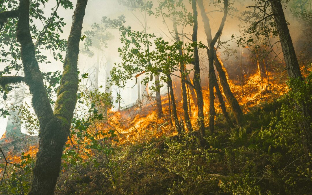Wildfire Burn Severity Assessment Using NBR & dNBR (Remote Sensing Analysis)
