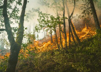 Wildfire Burn Severity Assessment Using Remote Sensing