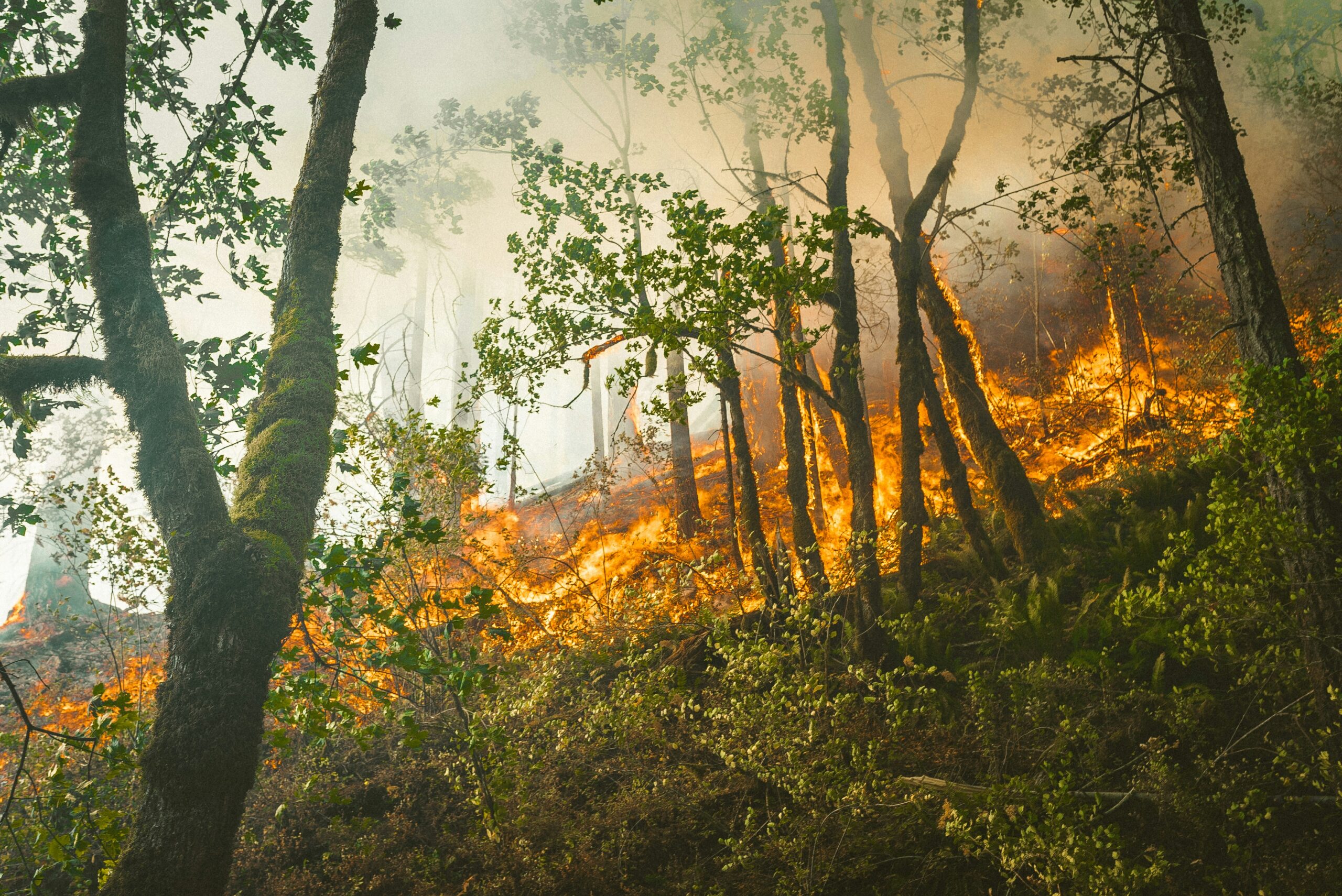 Wildfire Burn Severity Assessment Using Remote Sensing
